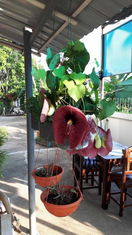 Hotel Hom Baan Chiang Mai Zewnętrze zdjęcie